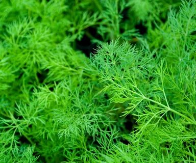 تصویر 1 از قیمت مناسب سبزی شوید خشک صادراتی + فروش عمده